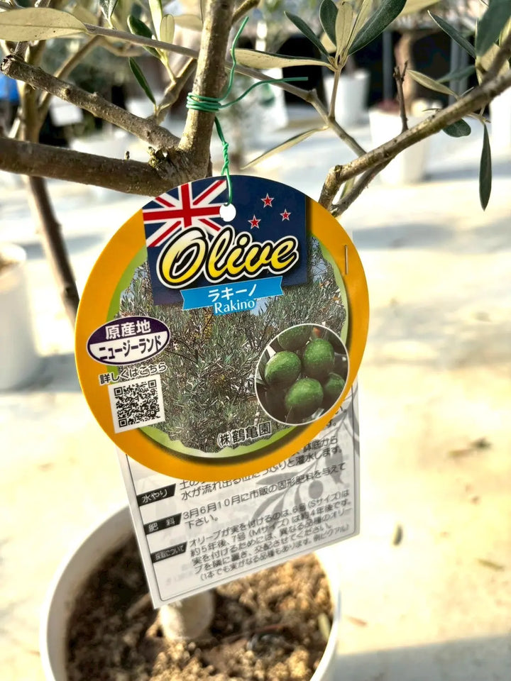 NEWラキーノ（オリーブの木）｜Sサイズ｜K-316｜約130cm｜結実しやすい