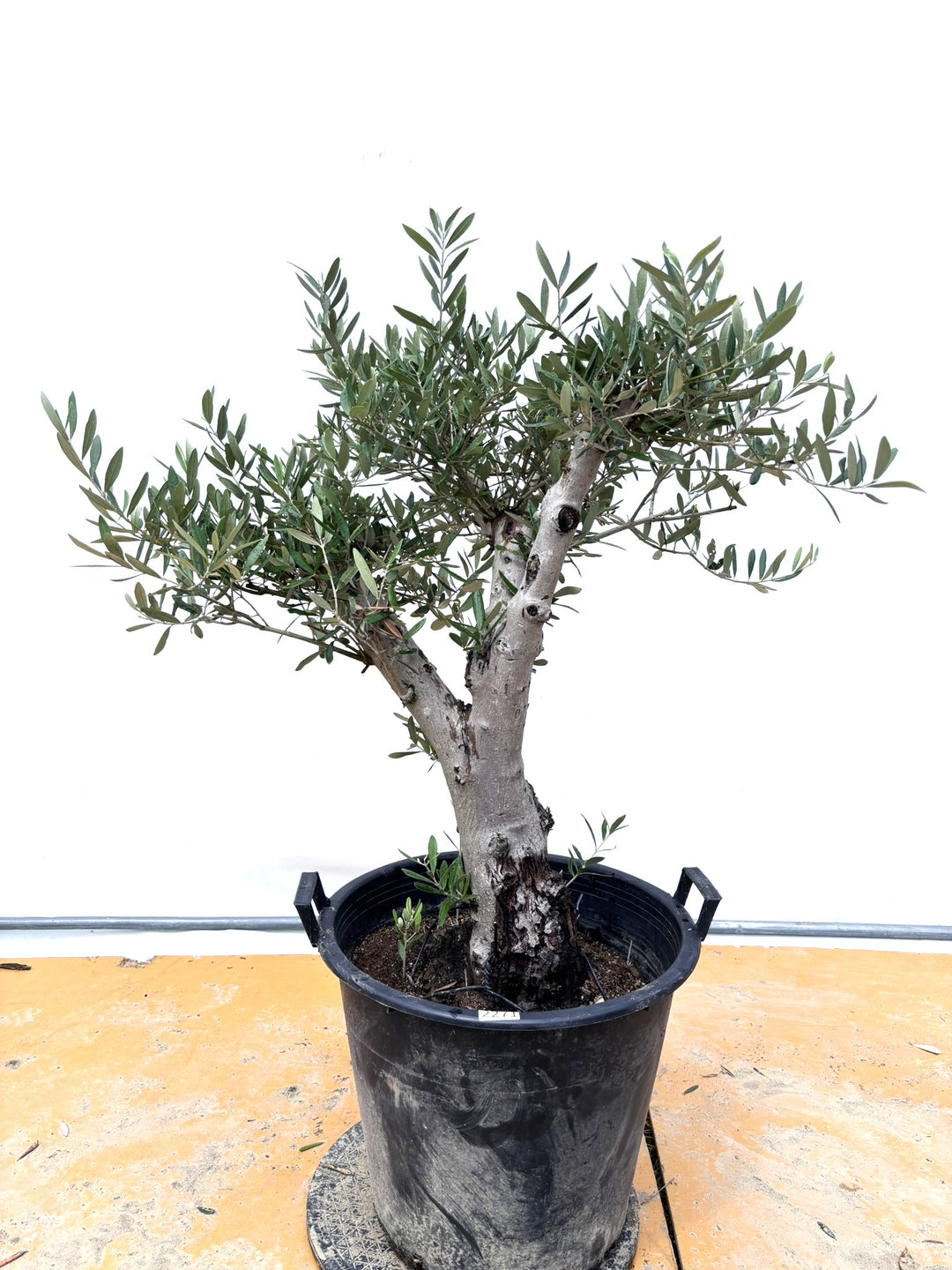風格ある古木オリーブ - 株式会社鶴亀園