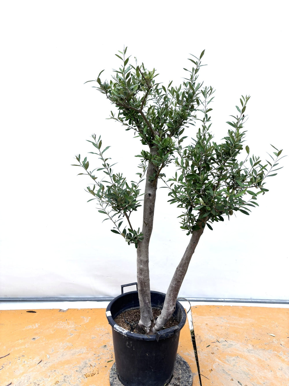 オリーブの木（全商品）｜写真の木をそのままお届け［現品販売］｜鶴亀