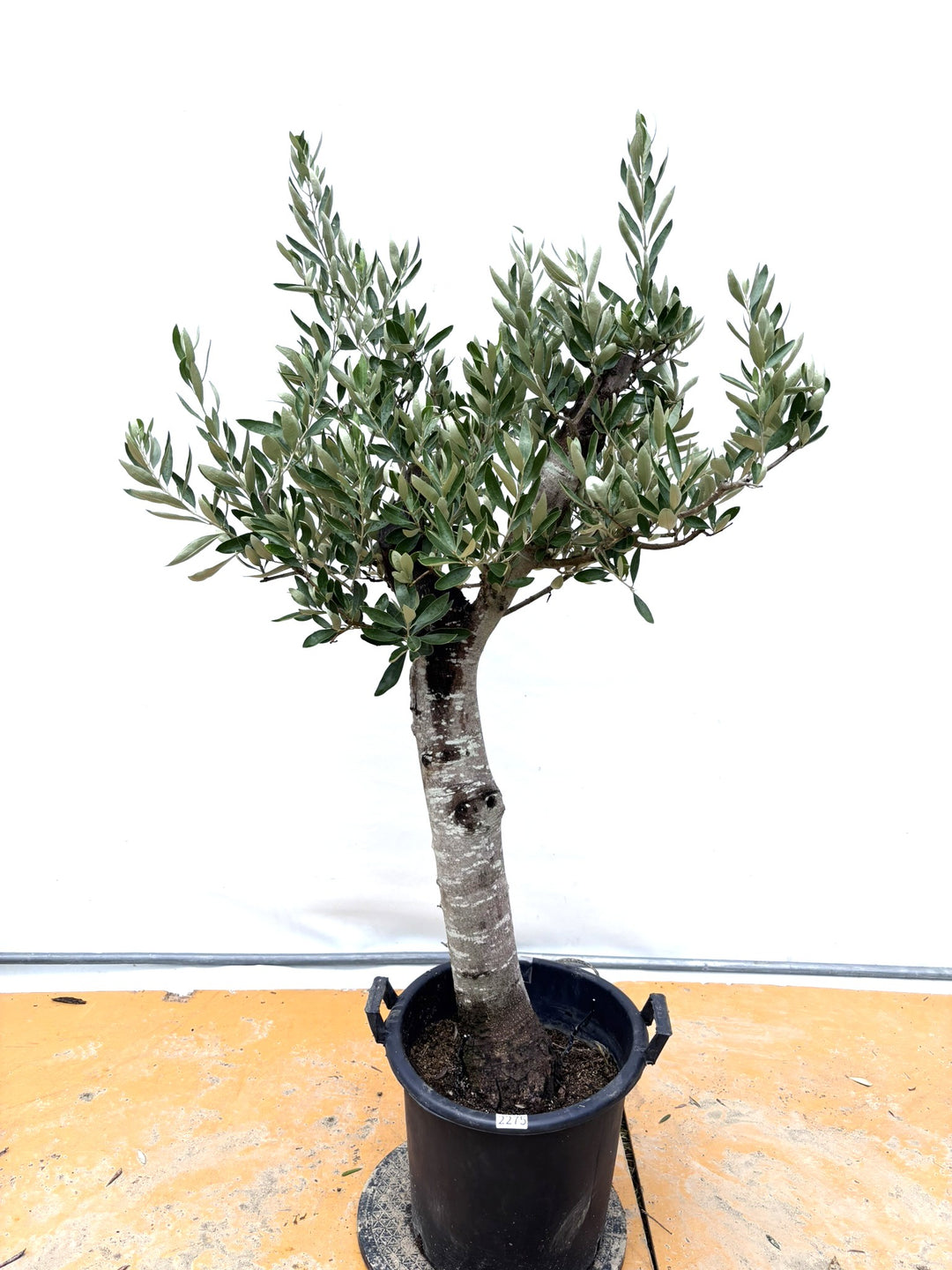 風格ある古木オリーブ - 株式会社鶴亀園