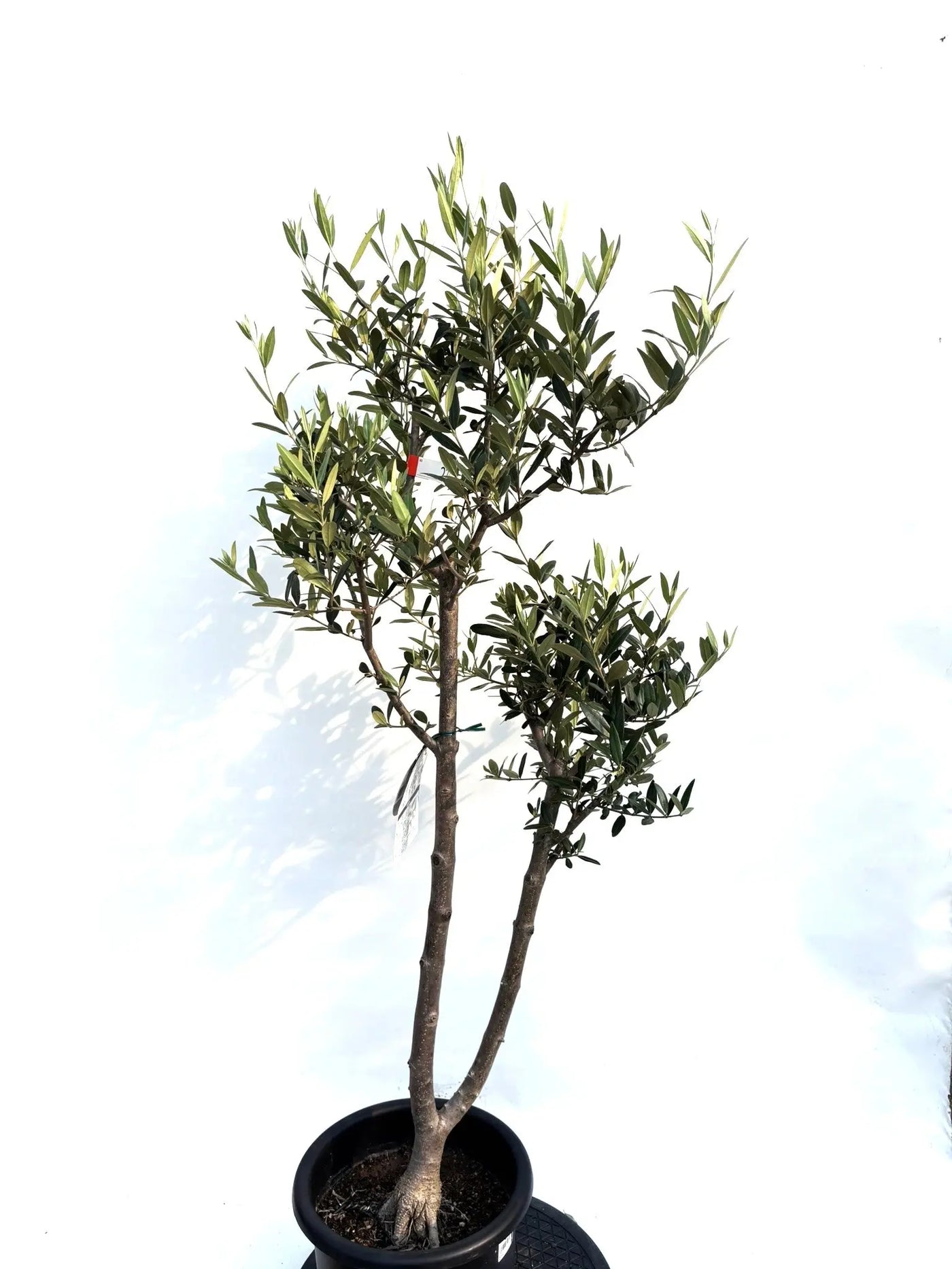 NEWひなかぜ（オリーブの木）｜Mサイズ｜K-230｜約130cm｜初心者・目隠し・直立型｜ 株式会社鶴亀園