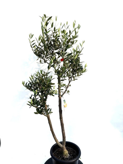NEWひなかぜ（オリーブの木）｜Mサイズ｜K-230｜約130cm｜初心者・目隠し・直立型｜ 株式会社鶴亀園