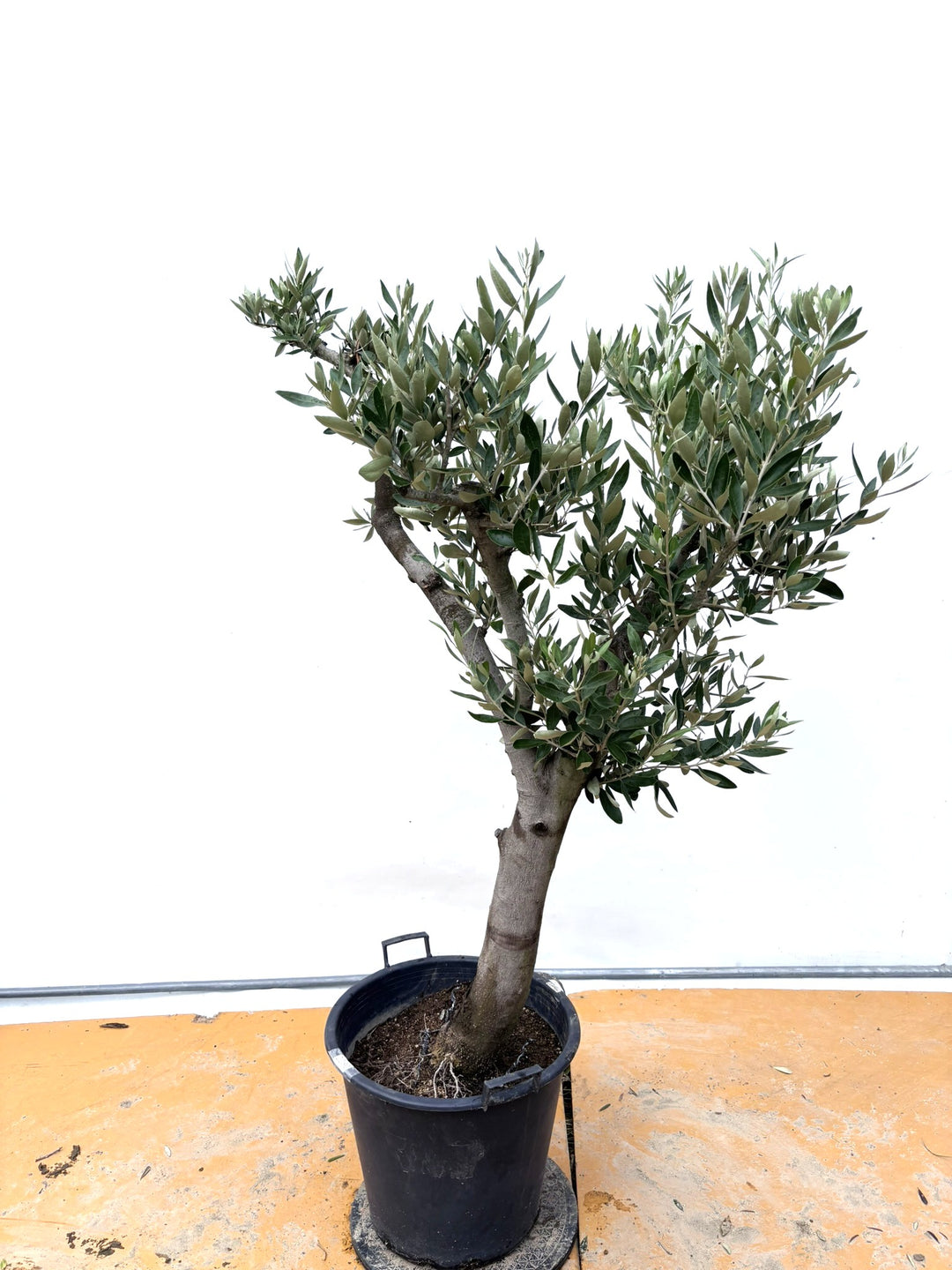 風格ある古木オリーブ - 株式会社鶴亀園