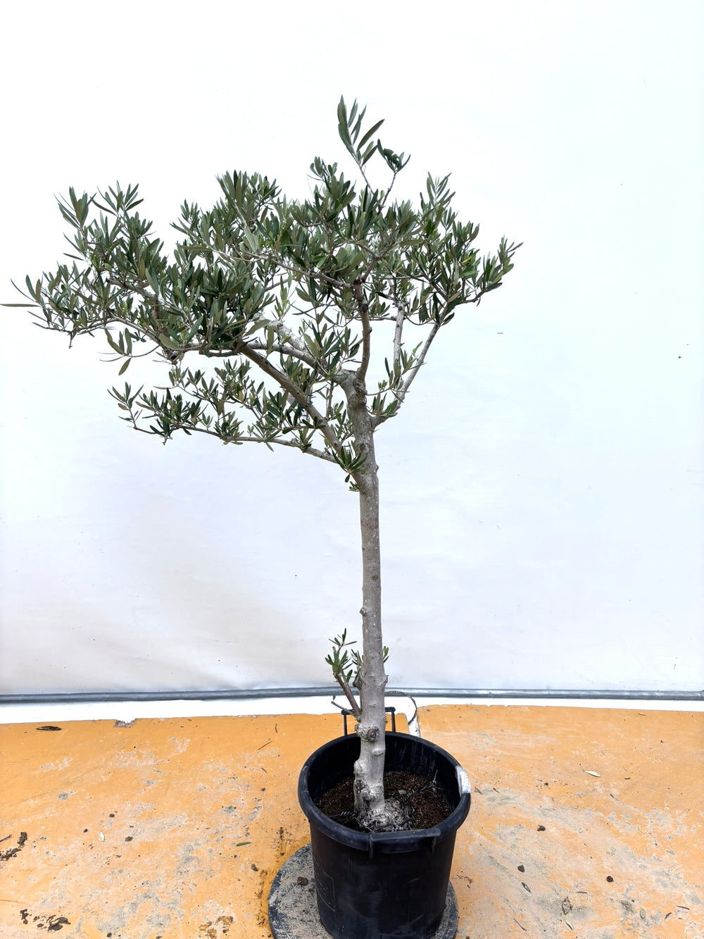 オリーブの木（全商品）｜写真の木をそのままお届け［現品販売］｜鶴亀