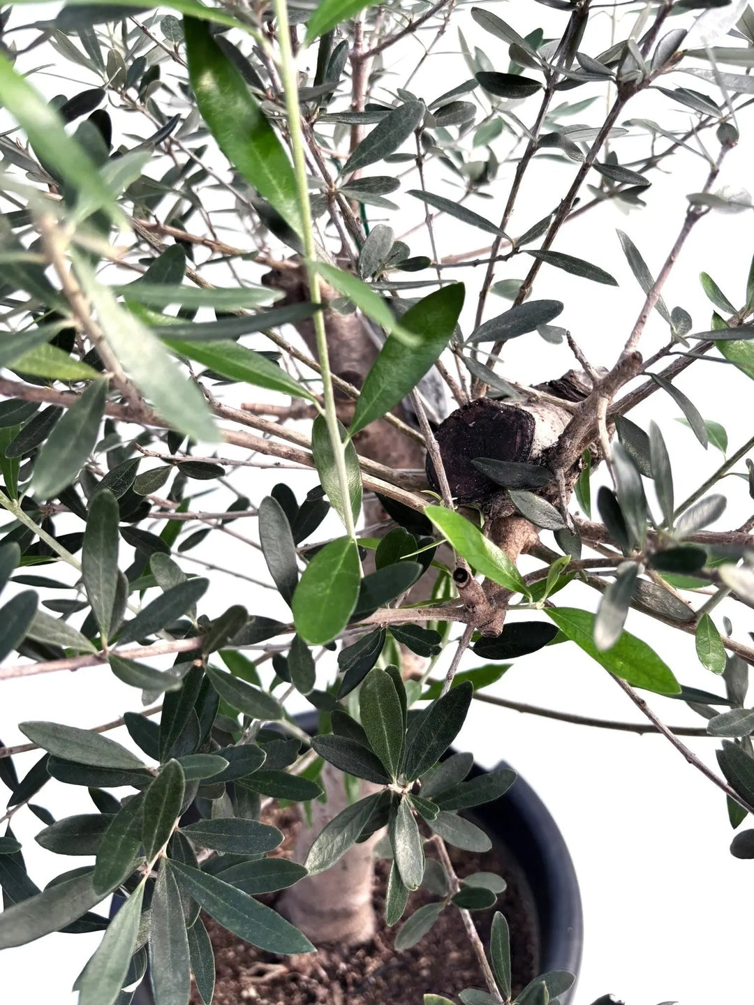 NEWコロネイキ（オリーブの木）｜Lサイズ｜K-236｜約90cm｜オイル用