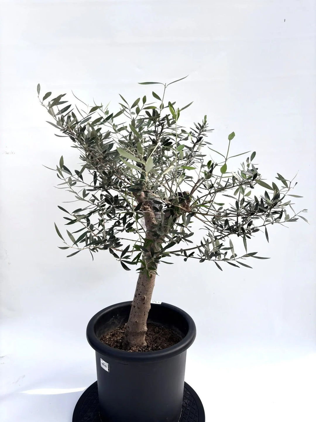 きんぎょオリーブ38 □御祝い立札対応 MEDEL GREEN ◇ オリーブ苗木 黒プラ樹脂鉢 専用