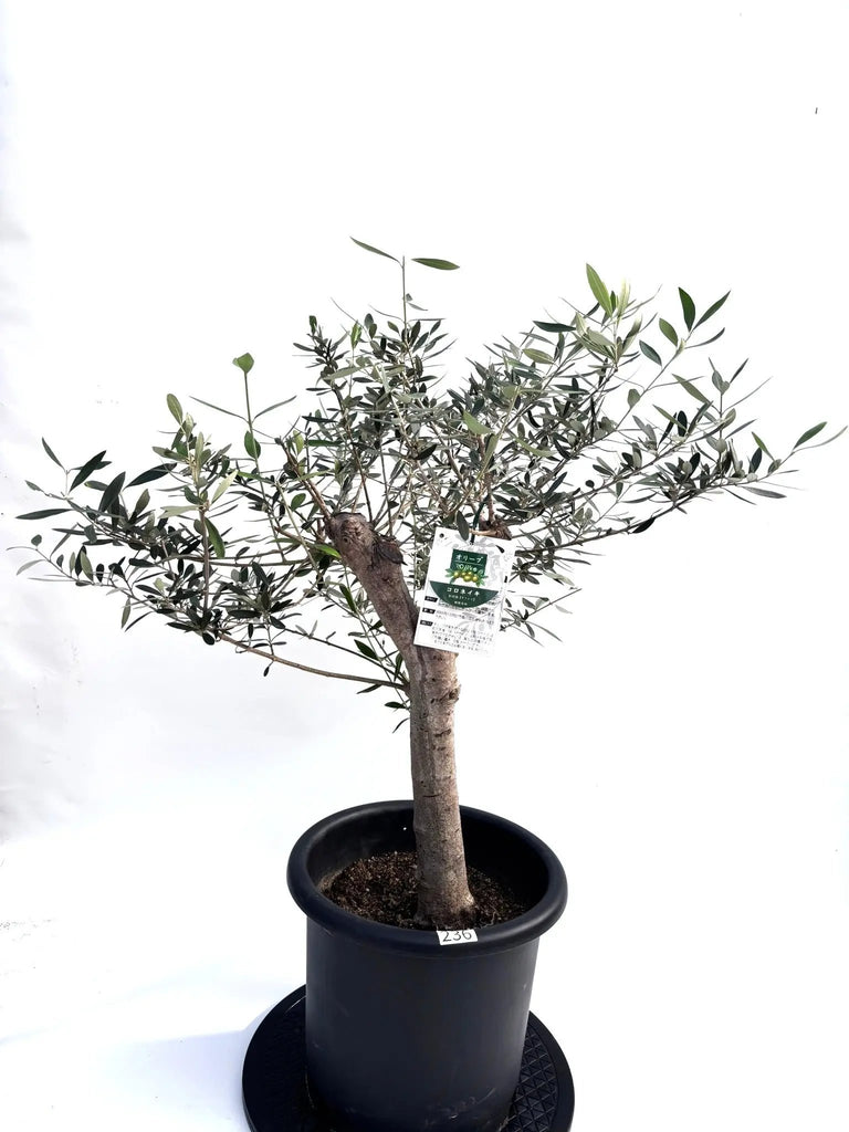 オリーブの木　コロネイキ　10号　約90cm　K-236　現品掲載 オリーブの木 コロネイキ 10号 約90cm K-236 現品掲載 オリーブの木