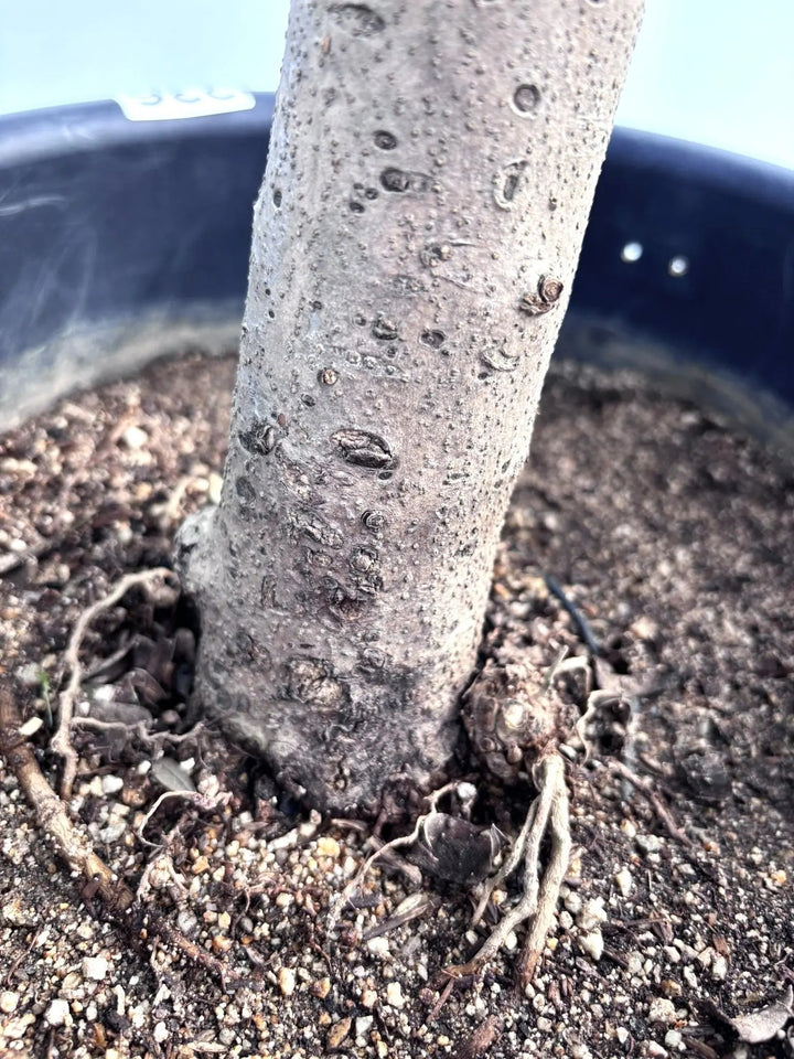 NEWコロネイキ（オリーブの木）｜Lサイズ｜K-236｜約90cm｜オイル用