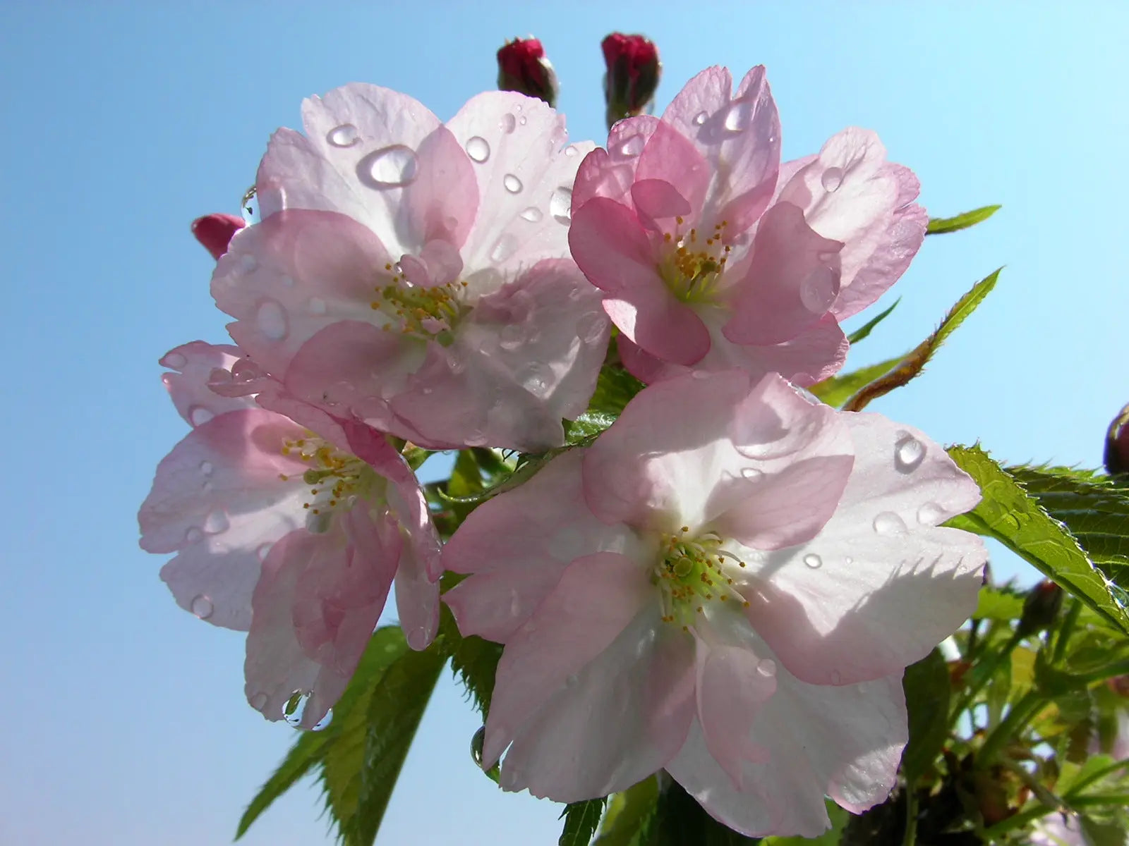 一才桜（旭山）｜4号｜高さ20〜30cm｜春に花咲くミニ桜・初心者向け