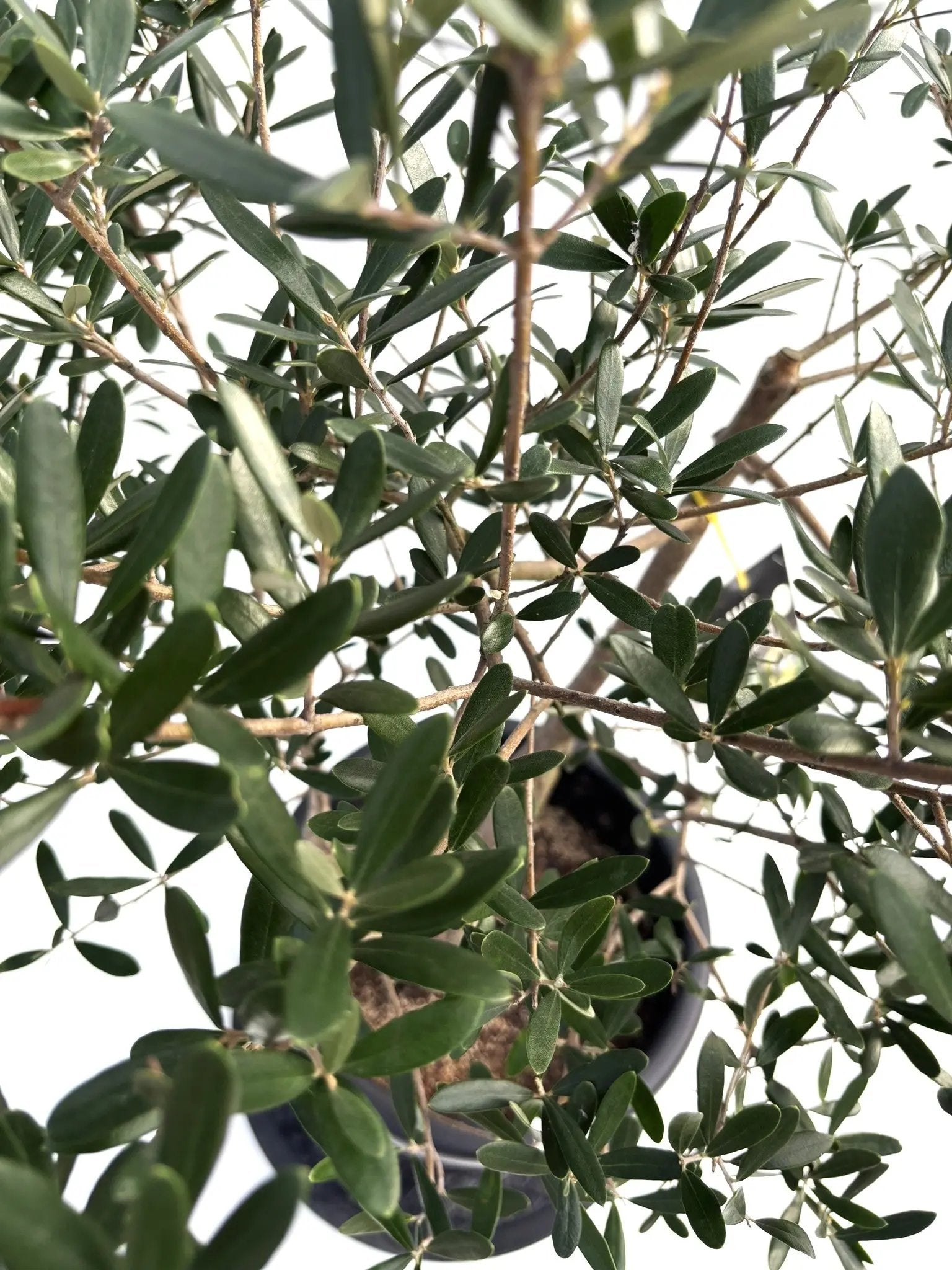 NEWネバディロブランコ（オリーブの木）｜Lサイズ｜K-238｜約90cm