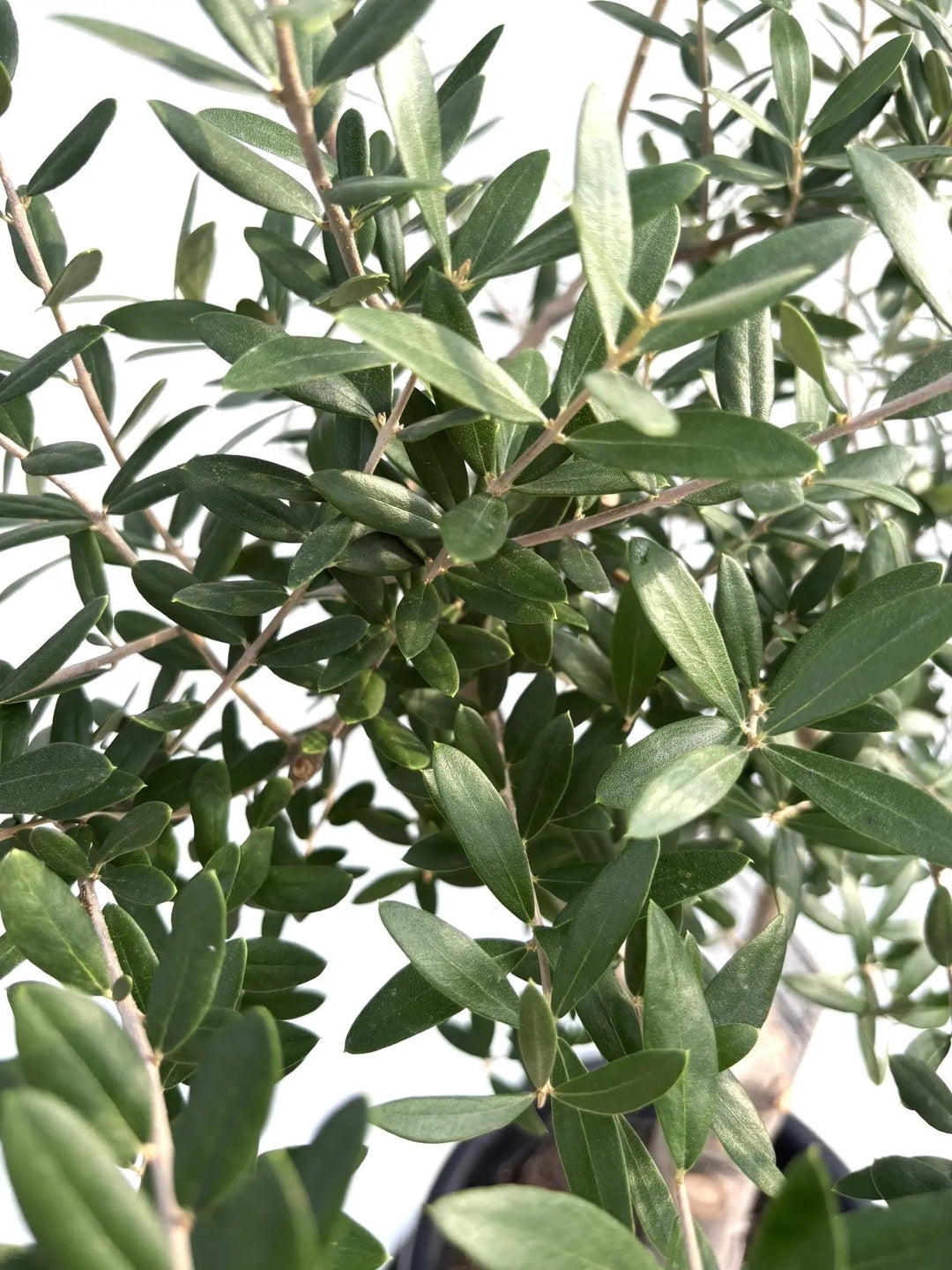 NEWネバディロブランコ（オリーブの木）｜Lサイズ｜K-239｜約110cm