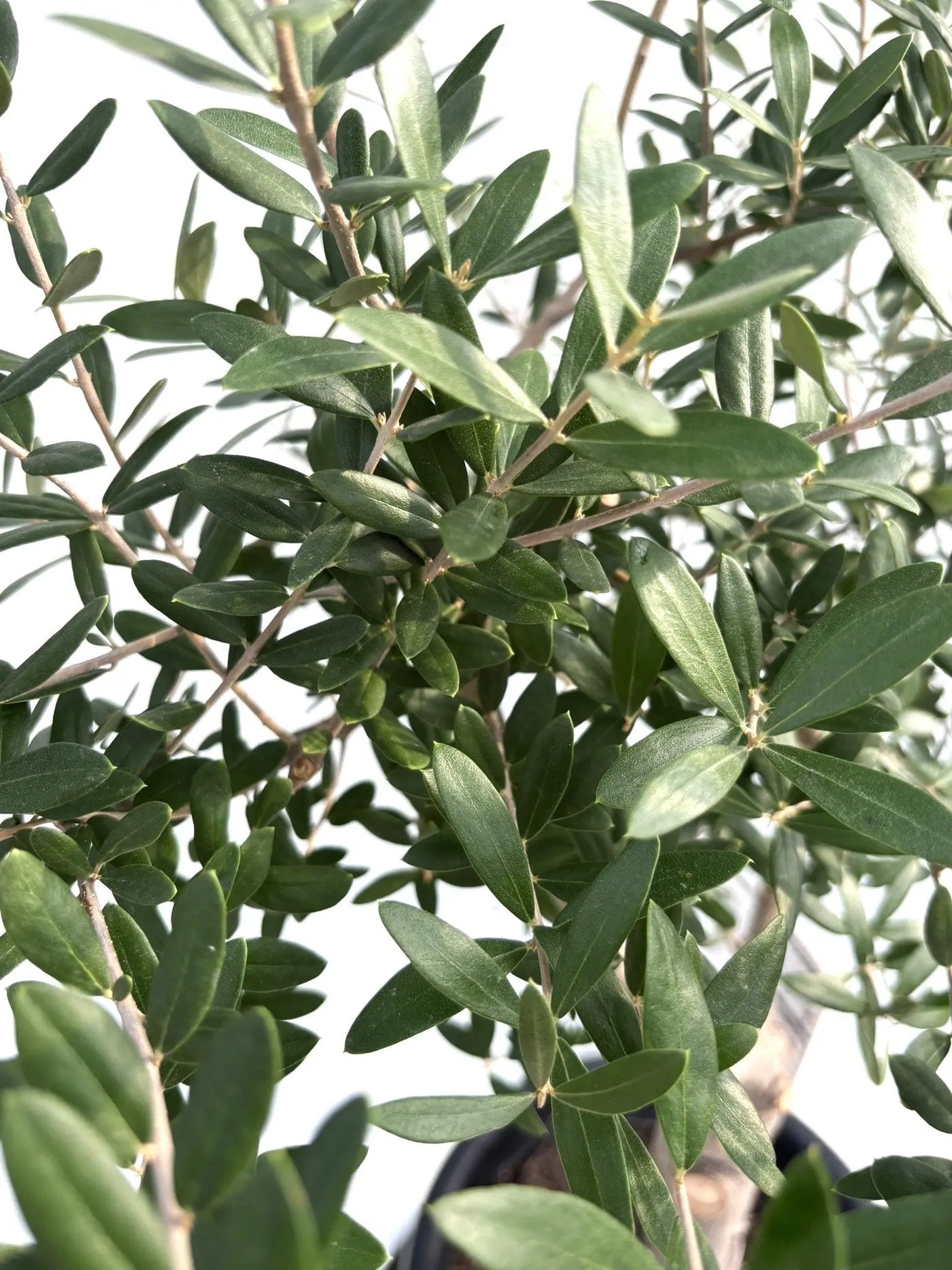 NEWネバディロブランコ（オリーブの木）｜Lサイズ｜｜K-239｜約110cm｜人気・初心者向き・開帳型 株式会社鶴亀園