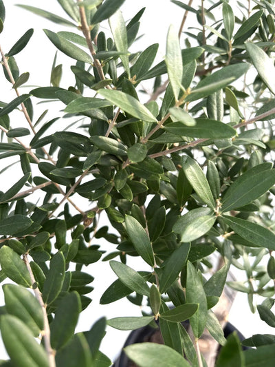 NEWネバディロブランコ（オリーブの木）｜Lサイズ｜｜K-239｜約110cm｜人気・初心者向き・開帳型 株式会社鶴亀園