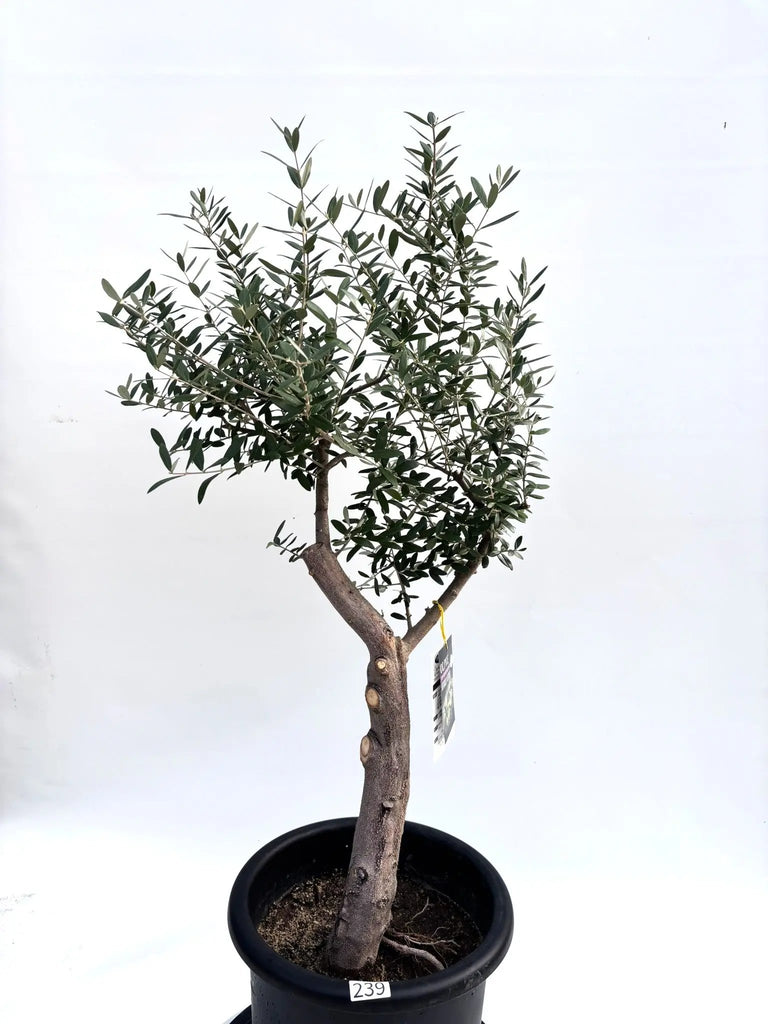 NEWネバディロブランコ（オリーブの木）｜Lサイズ｜K-239｜約110cm