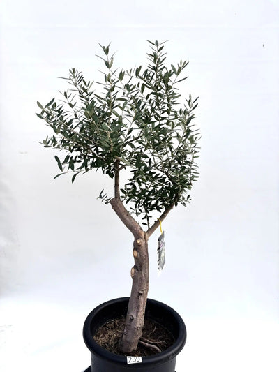 NEWネバディロブランコ（オリーブの木）｜Lサイズ｜｜K-239｜約110cm｜人気・初心者向き・開帳型 株式会社鶴亀園