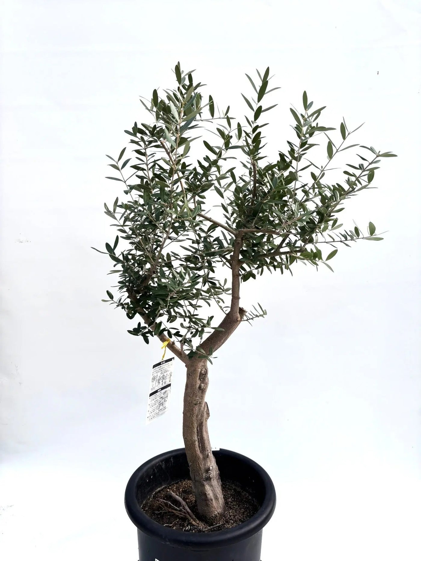 NEWネバディロブランコ（オリーブの木）｜Lサイズ｜｜K-239｜約110cm｜人気・初心者向き・開帳型 株式会社鶴亀園