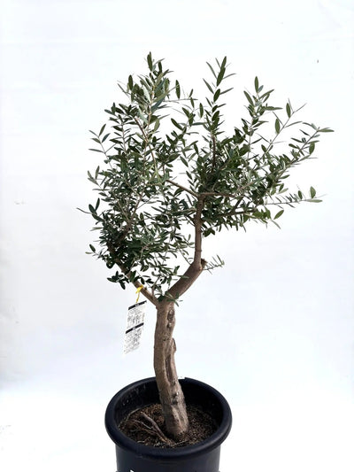 NEWネバディロブランコ（オリーブの木）｜Lサイズ｜｜K-239｜約110cm｜人気・初心者向き・開帳型 株式会社鶴亀園