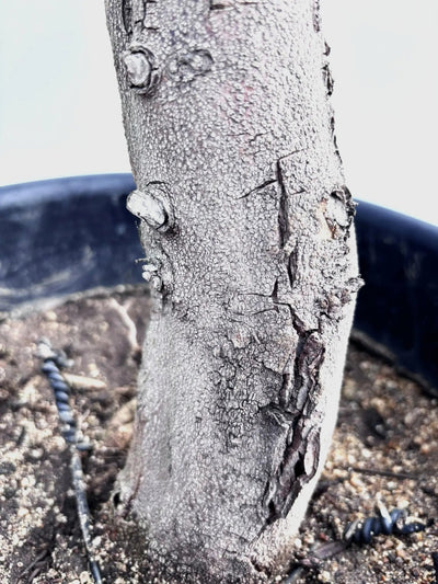 NEWネバディロブランコ（オリーブの木）｜Lサイズ｜｜K-239｜約110cm｜人気・初心者向き・開帳型 株式会社鶴亀園