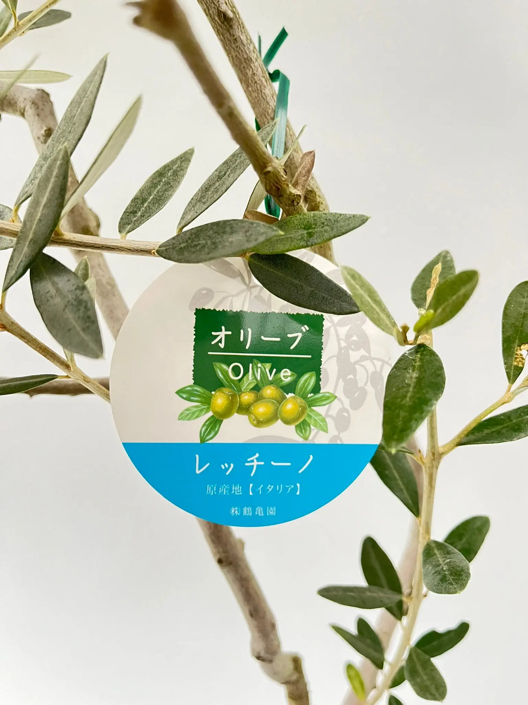 レッチーノ Mサイズ 約140cm NO.10204 オリーブの木 - 株式会社鶴亀園