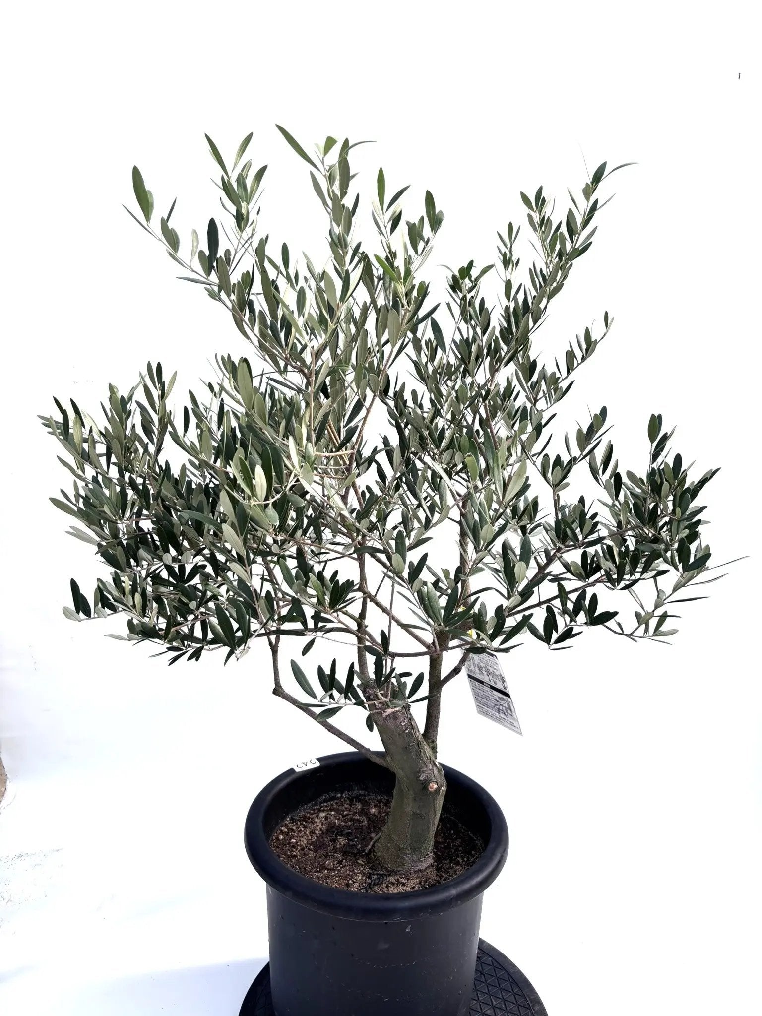 NEWネバディロブランコ(オリーブの木)|Lサイズ|K-242|約 NEWネバディロブランコ(オリーブの木)|Lサイズ|K-242|約