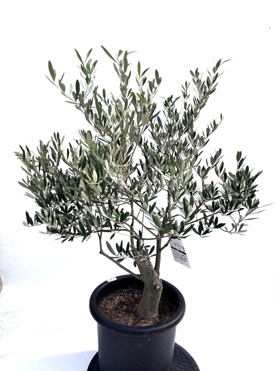 小豆島で育てたオリーブの木 ネバディロブランコ N2420 オリーブ