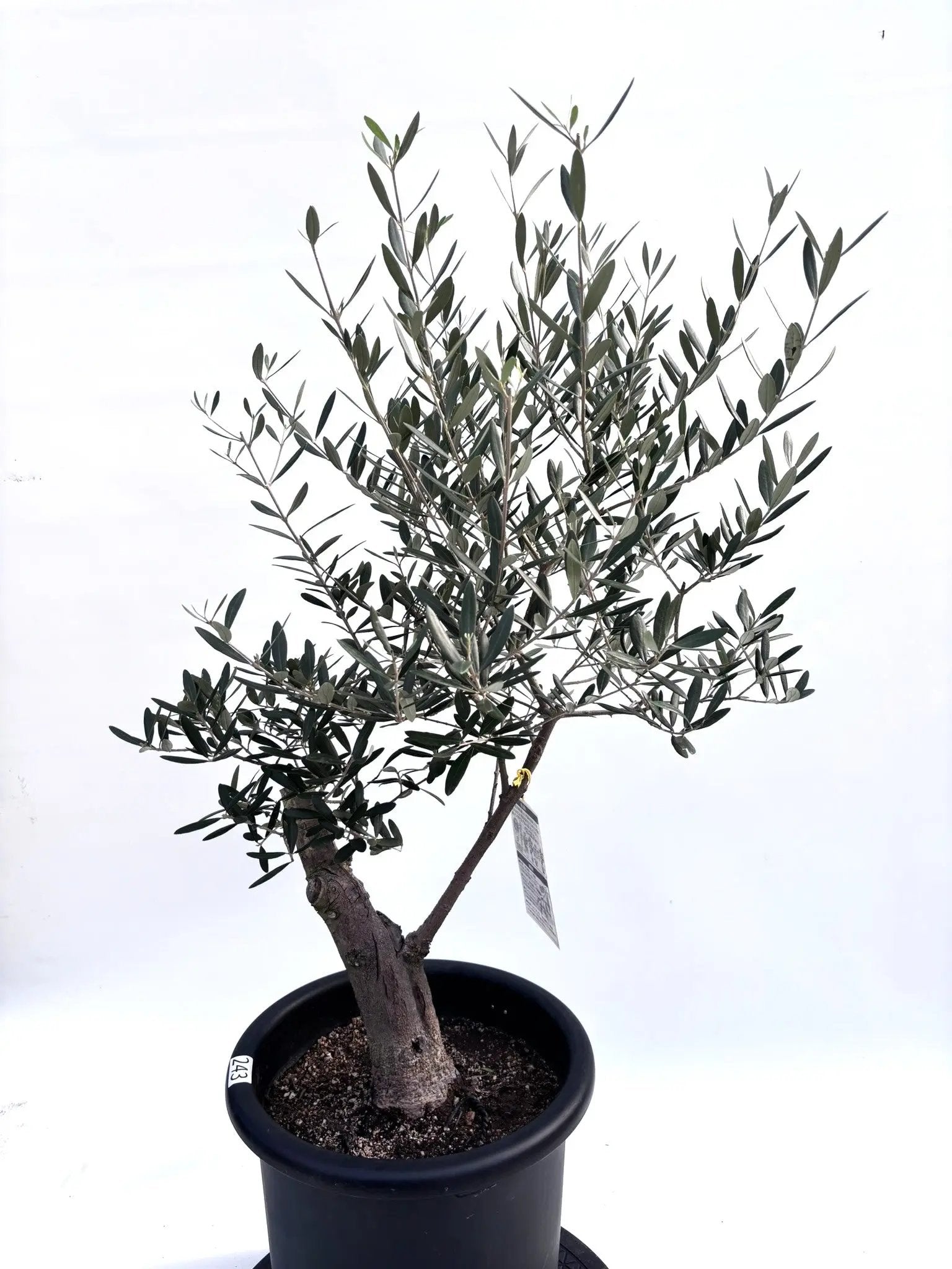 NEWネバディロブランコ（オリーブの木）｜Lサイズ｜K-243｜約