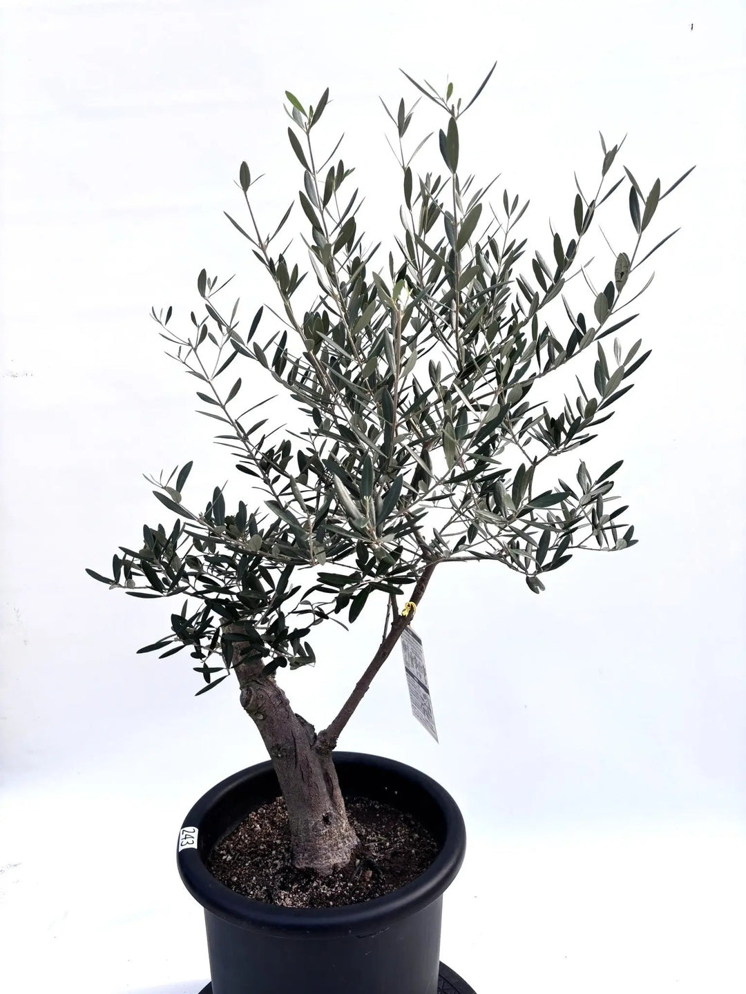 NEWネバディロブランコ（オリーブの木）｜Lサイズ｜K-243｜約100cm