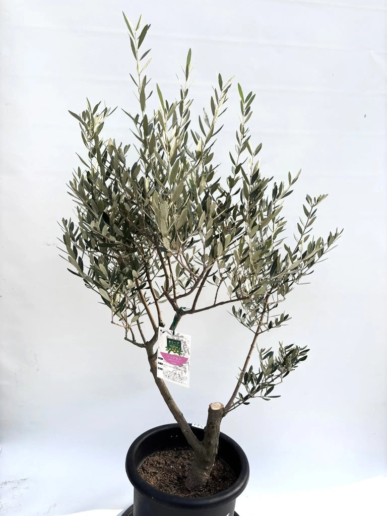 NEWミッション（オリーブの木）｜Lサイズ｜K-244｜約130cm｜人気・直立