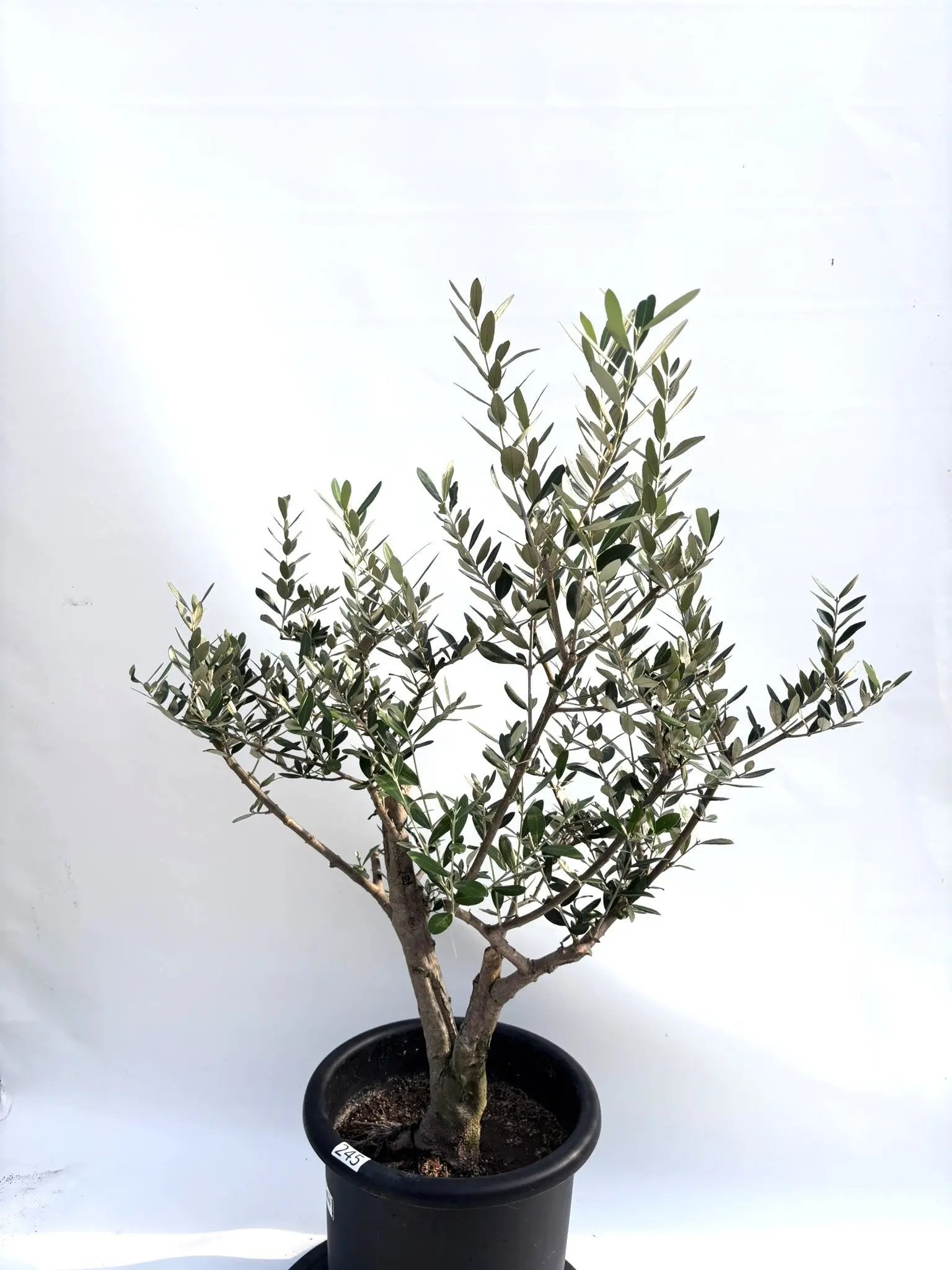 NEWミッション（オリーブの木）｜Lサイズ｜K-245｜約100cm｜人気・直立