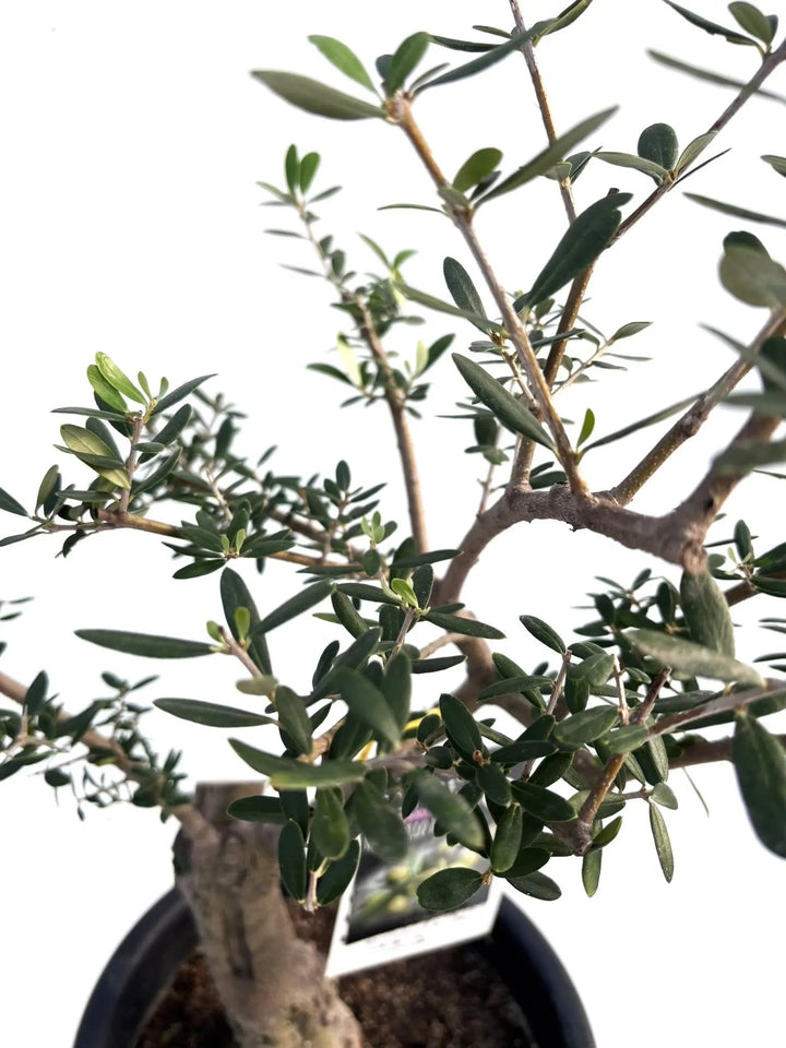 オリーブの木 ネバディロブランコ 13号 約130cm NO.1817 古木 オリーブ