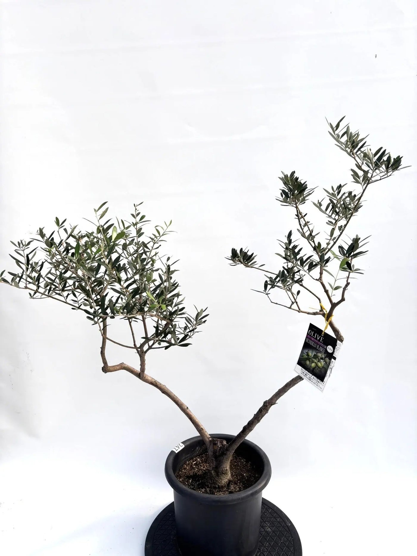 オリーブ　プロフご覧下さいです NEWネバディロブランコ（オリーブの木）｜Lサイズ｜K-242｜約