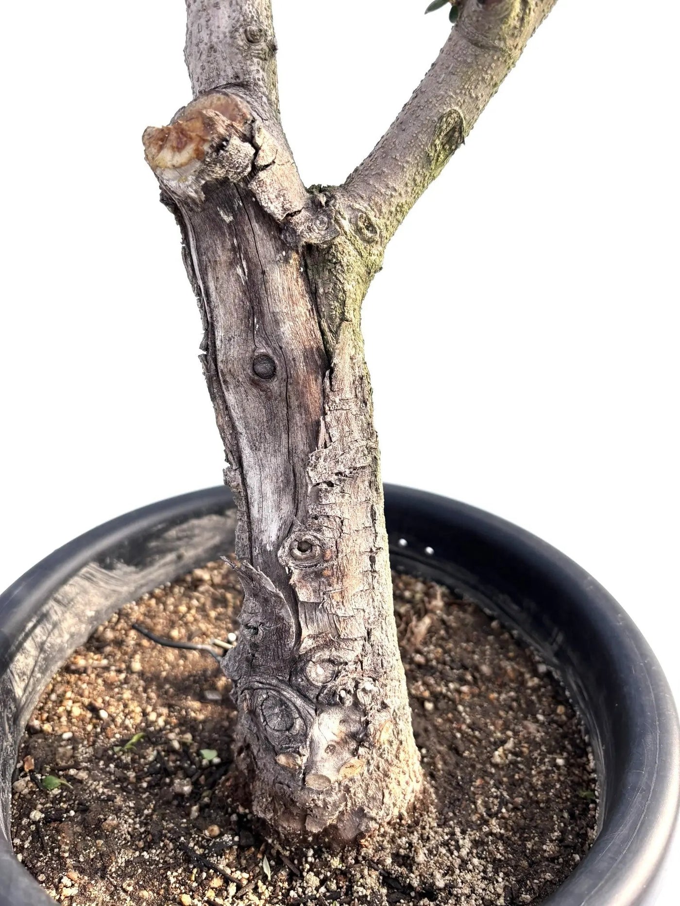 極太　オリーブの木　ネバティロブランコ 配達エリア限定] オリーブ ネバディロ・ブランコ（庭木）BR