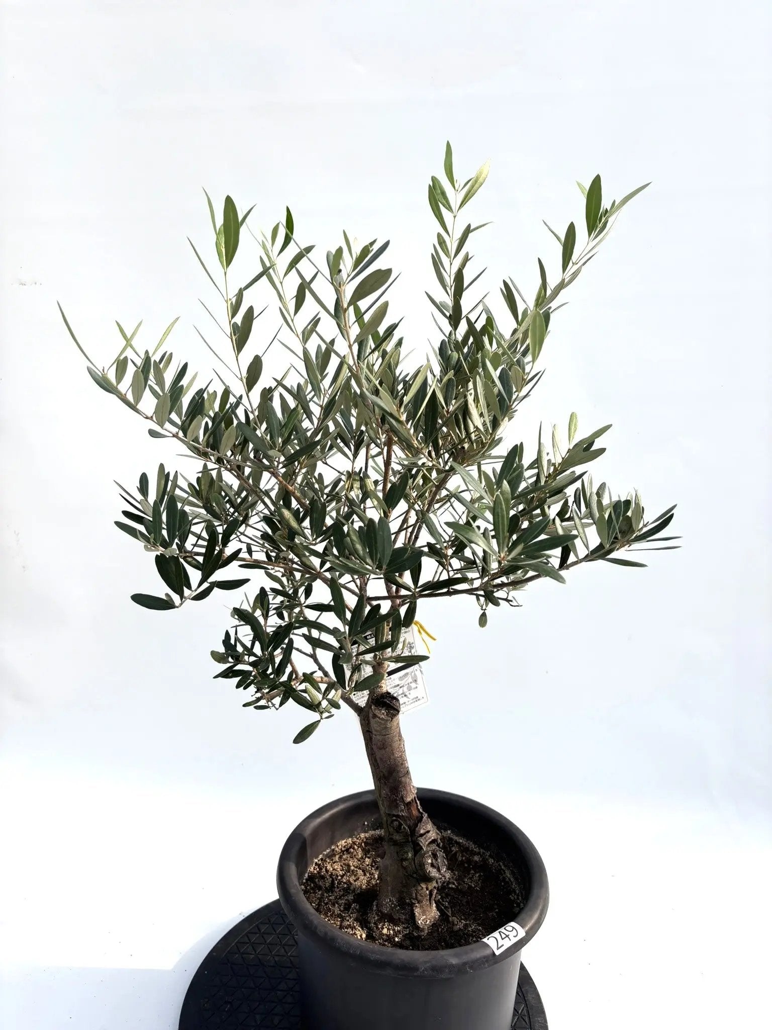 オリーブの木 ネバディロブランコ 13号 約130cm NO.1817 古木 オリーブ