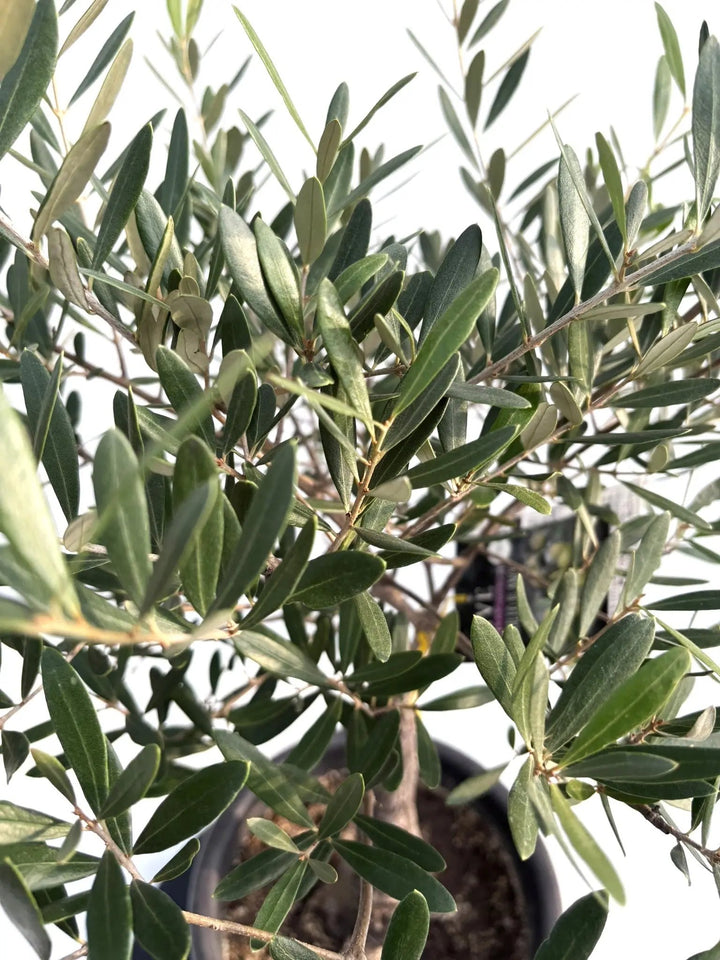 NEWネバディロブランコ（オリーブの木）｜Mサイズ｜K-249｜約90cm