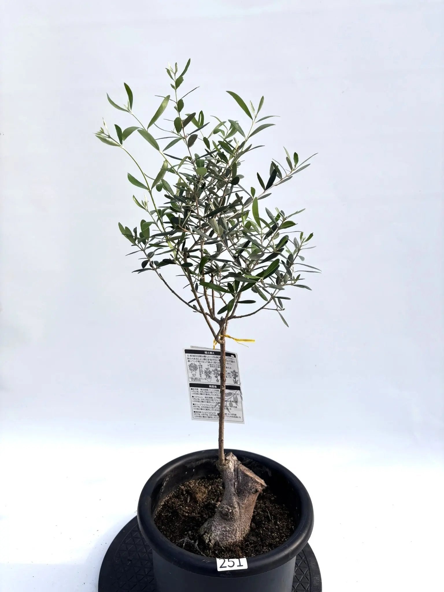 オリーブの木　ネバディロブランコ　8号　約80cm　K-251　人気　現品掲載 人気・開帳型】ネバディロブランコ（オリーブの木）〈初心者向き