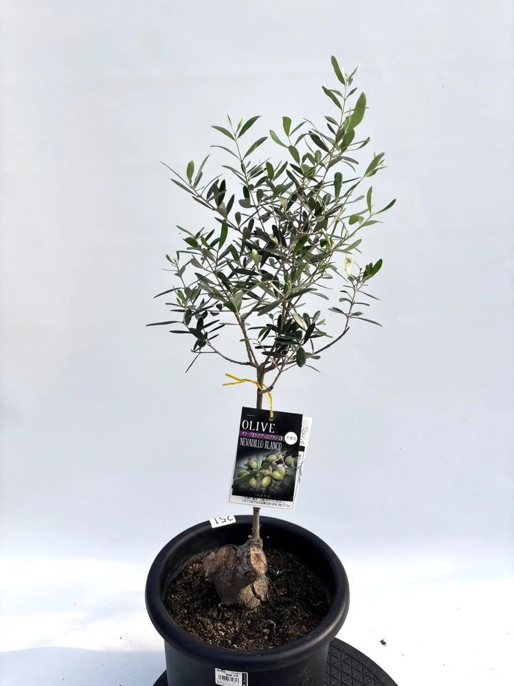 小豆島で育てたオリーブの木 ネバディロブランコ N2420 オリーブ