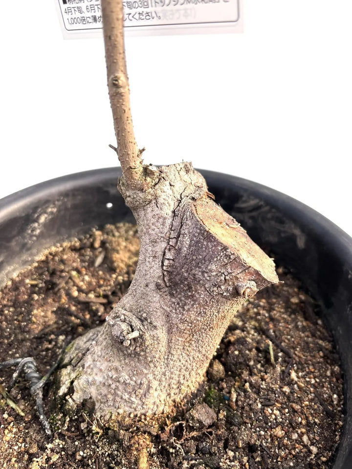 オリーブの木 ネバディロブランコ 8号 約80cm K-251 人気 現品掲載