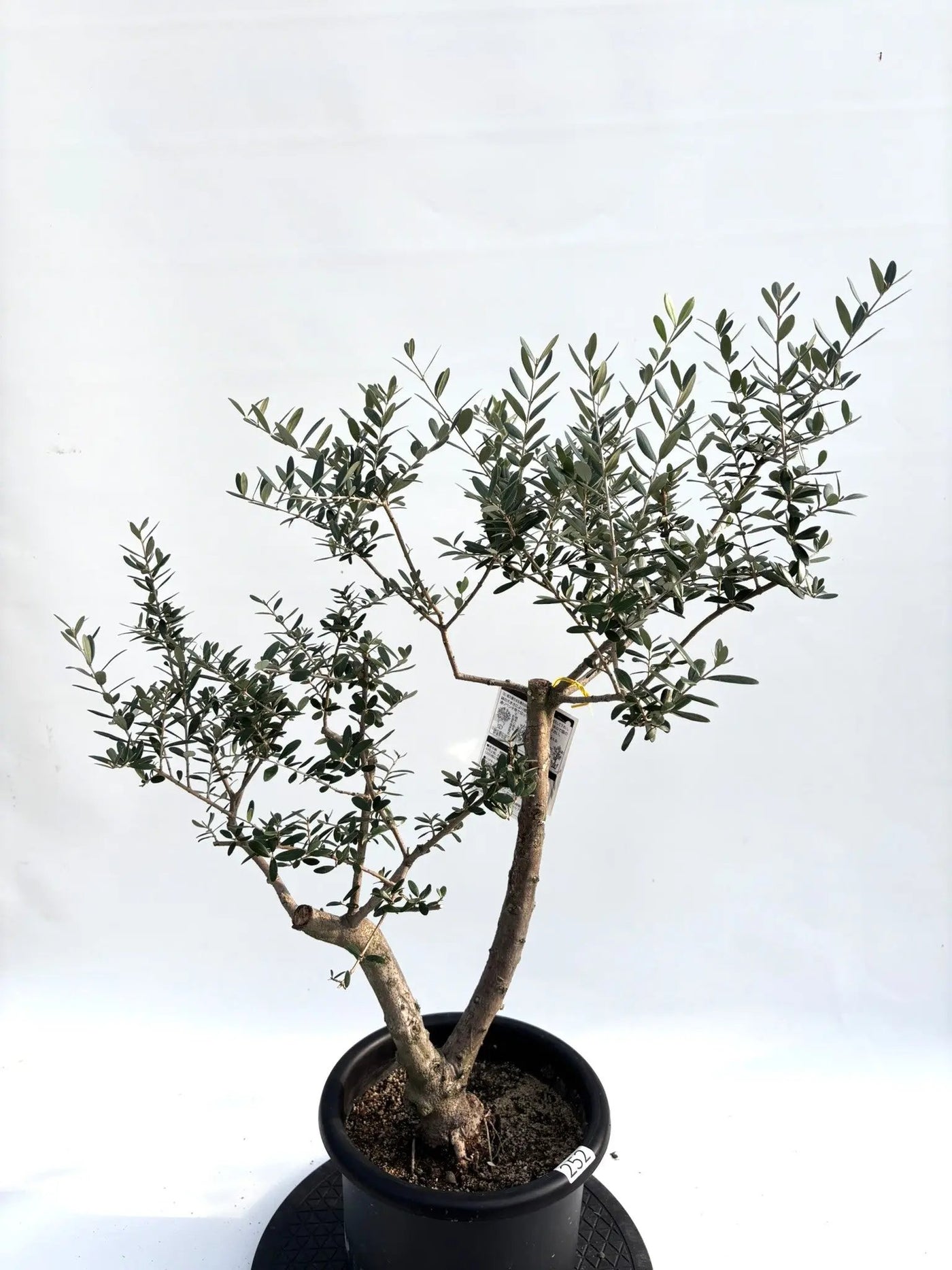 オリーブの木　ネバディロブランコ　7号　約75cm　NO.593　人気品種 オリーブの木 ネバディロブランコ 7号 約75cm NO.593 人気品種