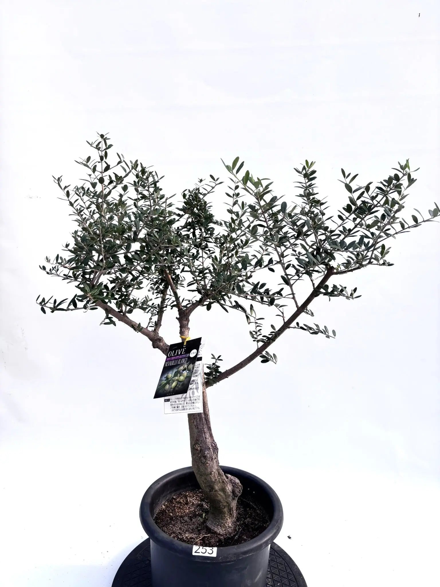 オリーブの木　ネバディロブランコ　13号　約130cm　NO.1817 古木 オリーブの木 ネバディロブランコ 13号 約130cm NO.1817 古木