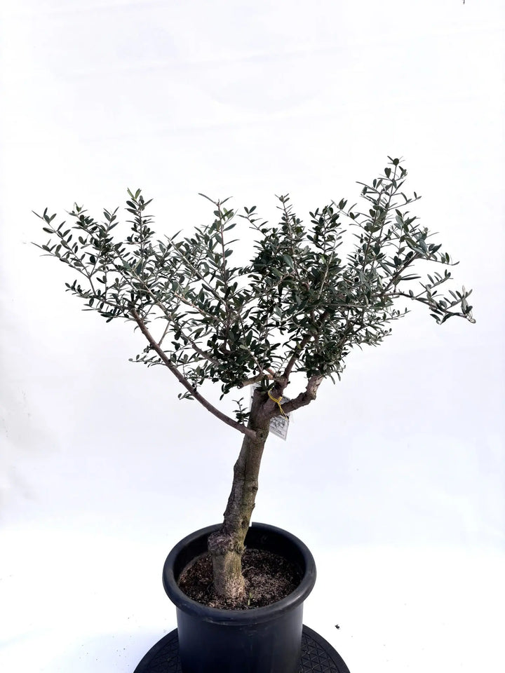 NEWネバディロブランコ（オリーブの木）｜Mサイズ｜K-253｜約