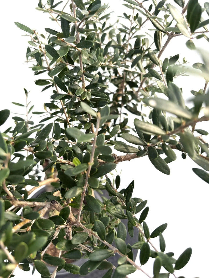 NEWネバディロブランコ（オリーブの木）｜Mサイズ｜K-253｜約