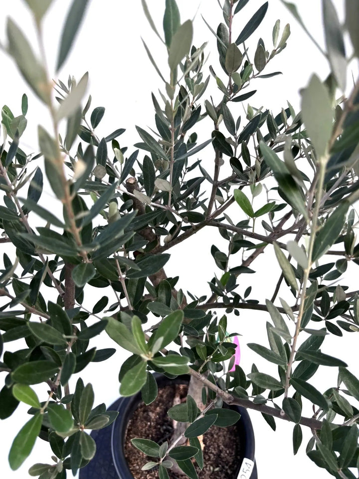 NEWミッション（オリーブの木）｜Mサイズ｜K-254｜約100cm｜人気・直立