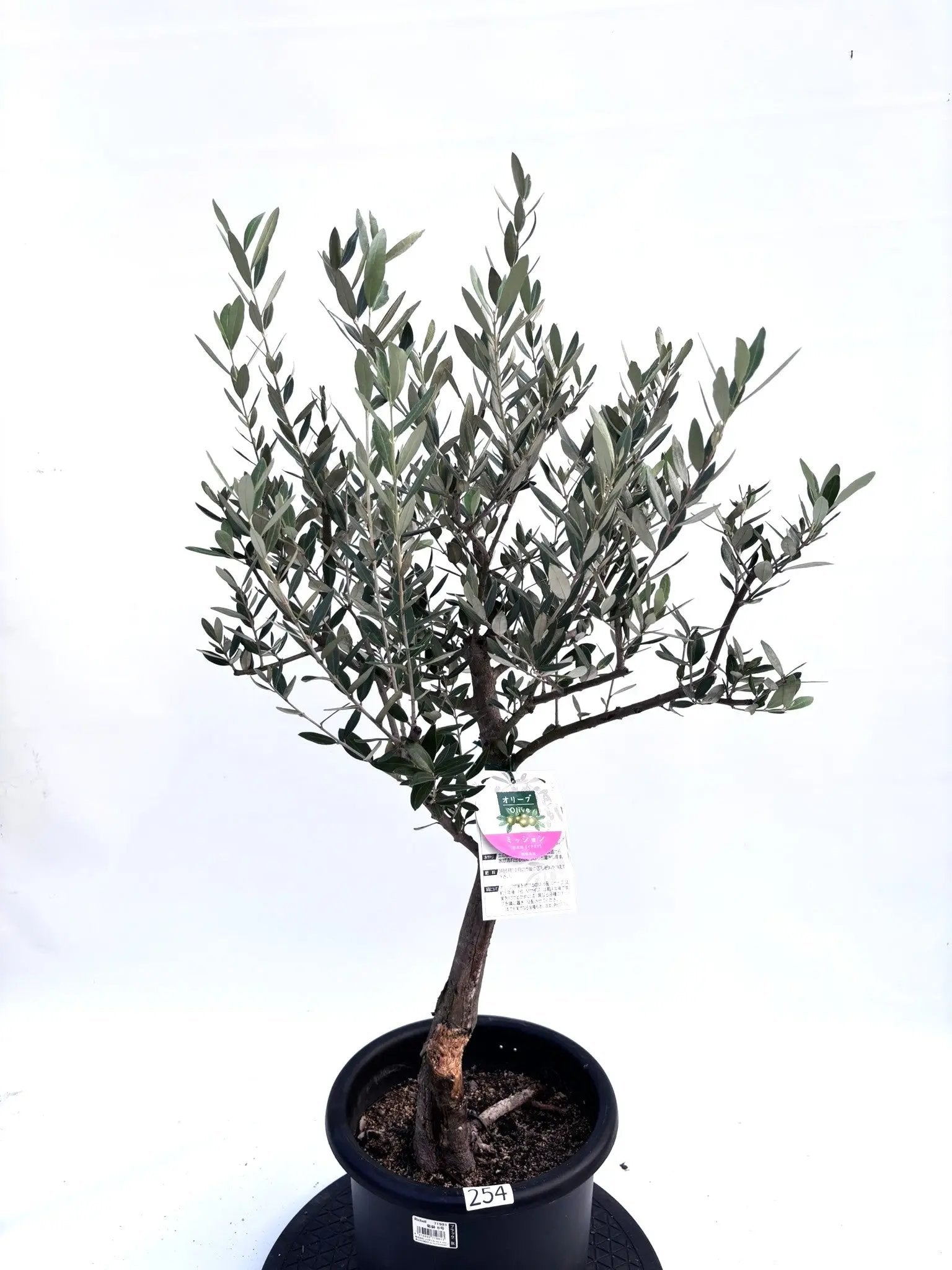 オリーブの木　ミッション　約200cm　NO.1923　大型　現品掲載　人気品種 オリーブの木 ミッション 約200cm NO.1923 大型 現品掲載 人気