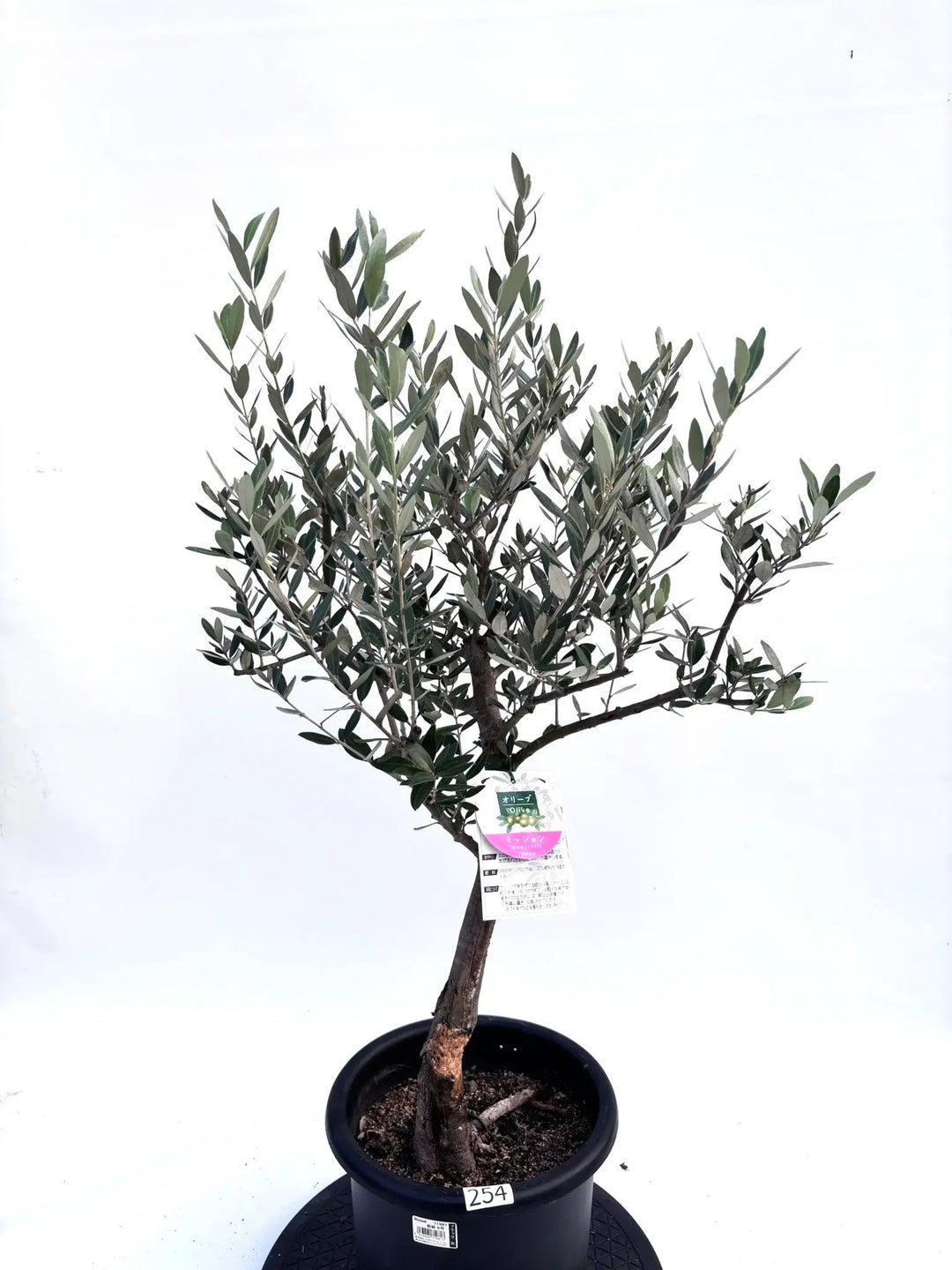 NEWミッション（オリーブの木）｜Mサイズ｜K-254｜約100cm｜人気