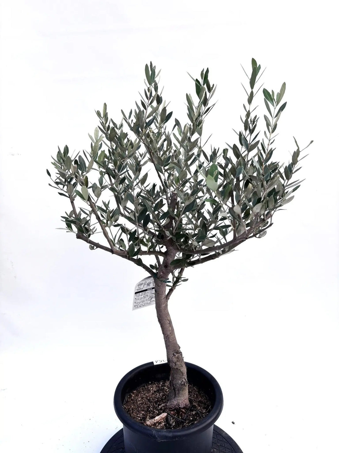 オリーブの木　ミッション　8号　約100cm　K-254　人気品種　現品掲載 オリーブの木 ミッション 8号 約100cm K-254 人気品種 現品掲載 NEW