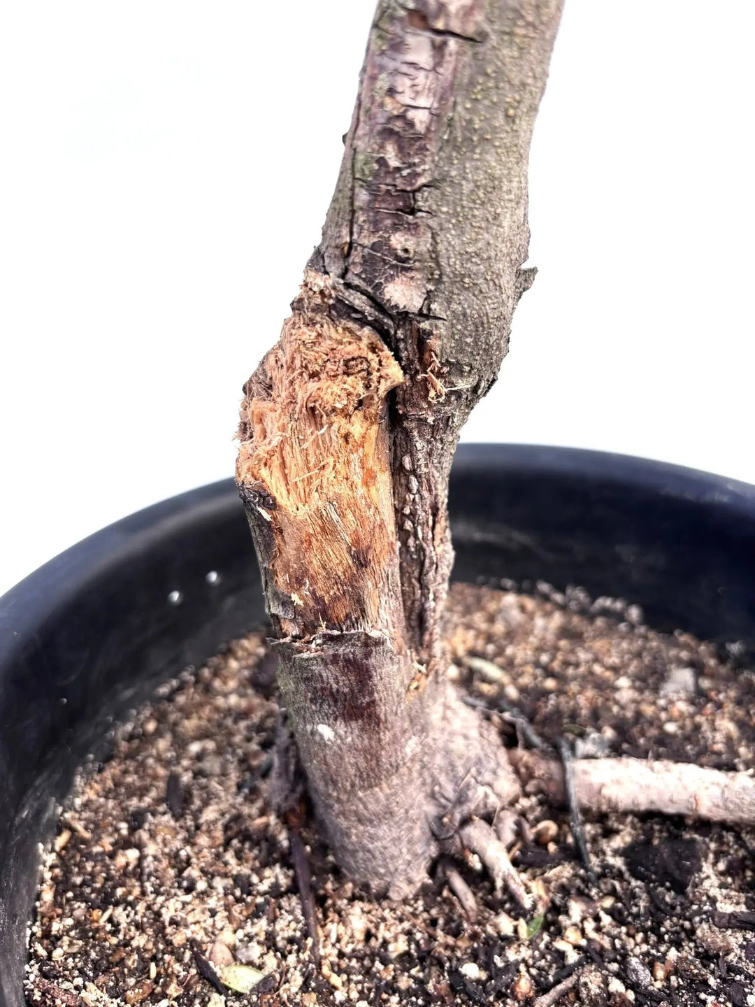 NEWミッション（オリーブの木）｜Mサイズ｜K-254｜約100cm｜人気・直立