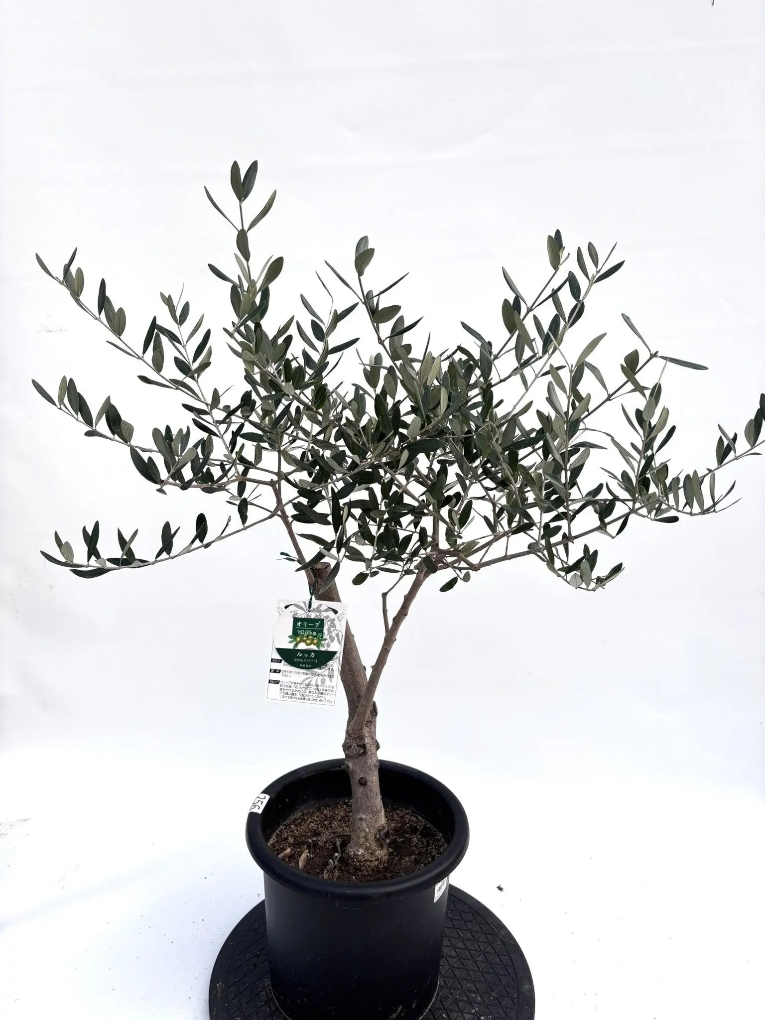 NEWルッカ（オリーブの木）｜Mサイズ｜K-256｜約90cm｜人気