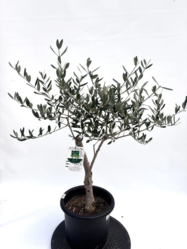 オリーブの木　ルッカ　8号　約90cm　K-257　人気品種　現品掲載 オリーブの木 ルッカ 8号 約90cm K-257 人気品種 現品掲載 NEWルッカ（