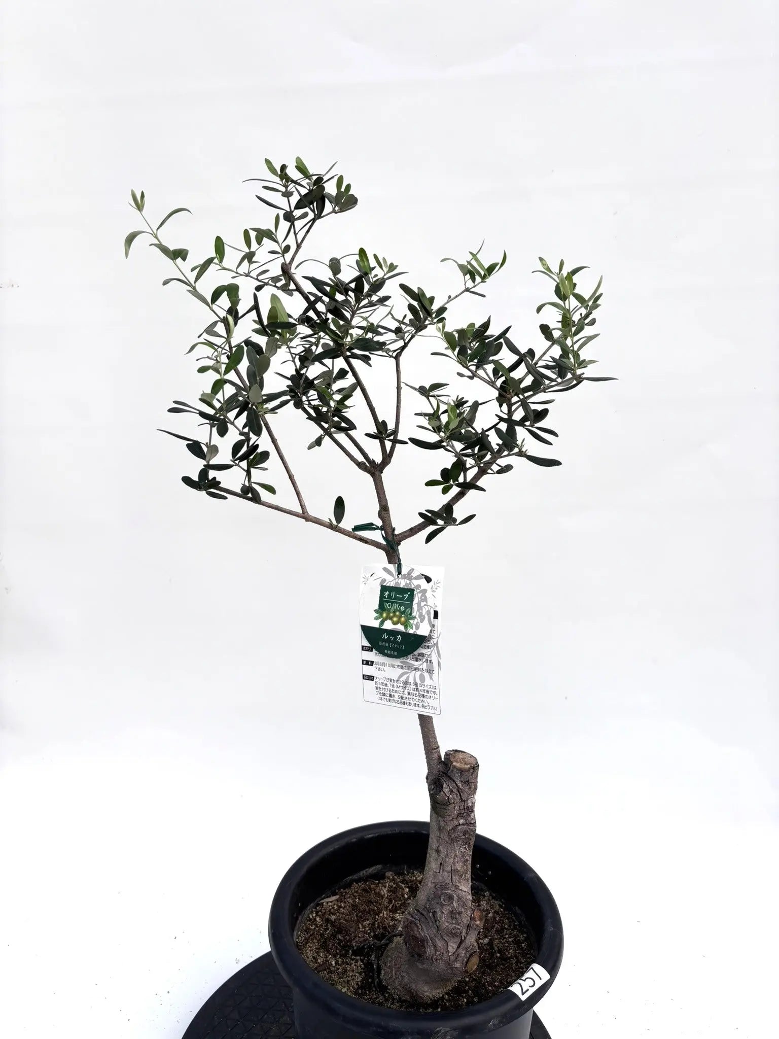 オリーブの木 ルッカ 盆栽風 8号 約40cm 現品販売 オリーブの木 ルッカ 盆栽風 8号 約40cm 現品販売 NEWルッカ（オリーブの