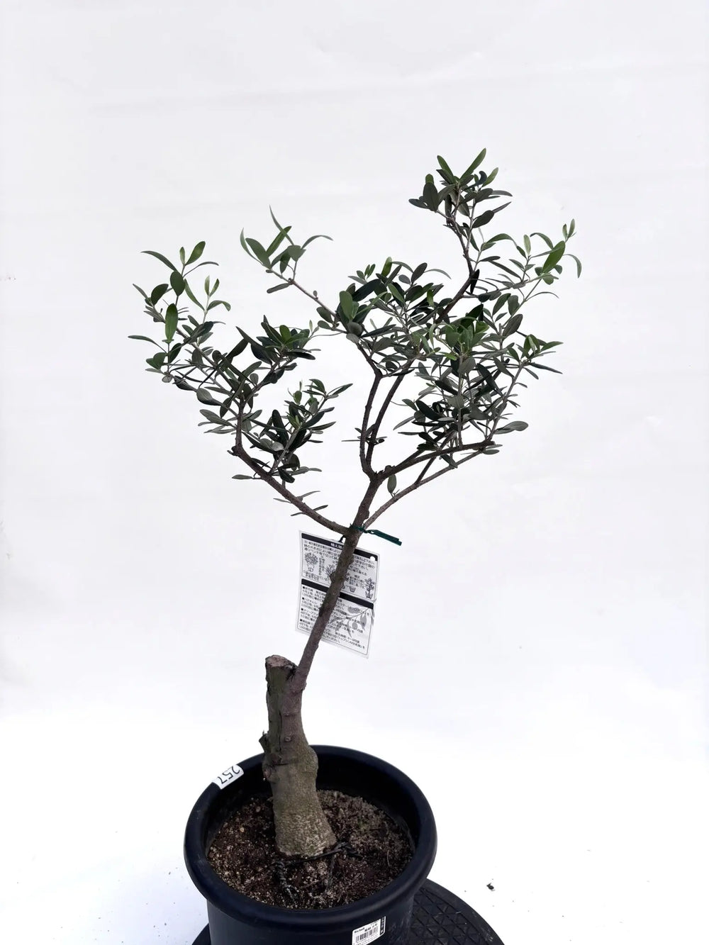 オリーブの木（全商品）｜写真の木をそのままお届け［現品販売］｜鶴亀